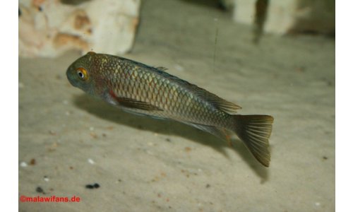Tropheus moorii chaitika